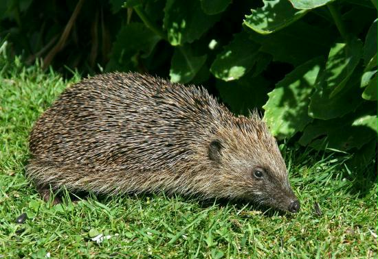 Hedgehog <i>Erinaceus europaeus</i>